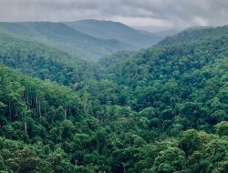 Krisis Iklim: Hutan Indonesia Jadi Sorotan