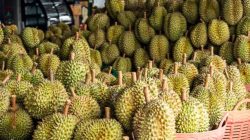Bulukumba Dominasi Petani Durian Sulsel