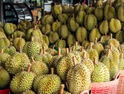 Bulukumba Dominasi Petani Durian Sulsel