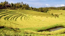 Massima Galung Soppeng: Tradisi di Era Modernisasi