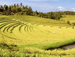 Massima Galung Soppeng: Tradisi di Era Modernisasi