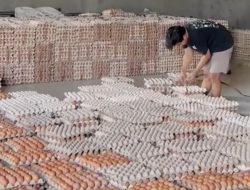 Telur Murah di Sulsel, Siapa Menikmati Harga Itu?
