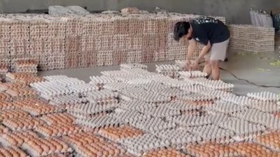 Harga Telur
