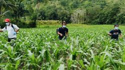 Petani Jagung Enrekang Mulai Dapat Jaminan