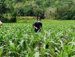 Petani Jagung Enrekang Mulai Dapat Jaminan